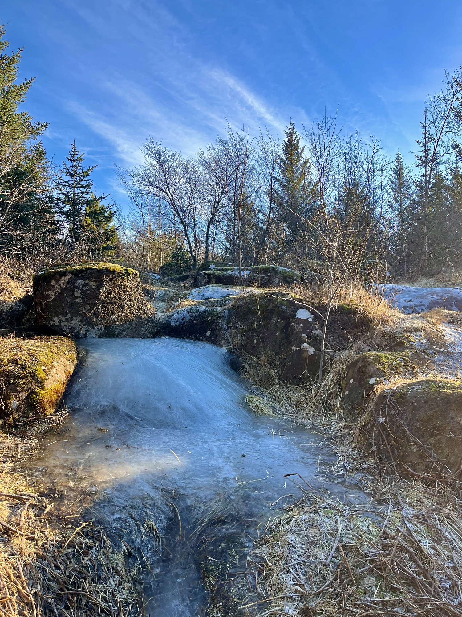 Island Tag 3: See bear NOW